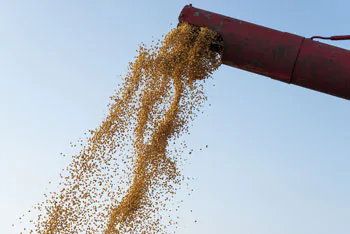 corn harvest combine unloading corn seeds after harvest