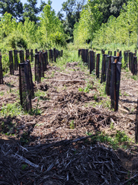 plantation site in Janneyrias