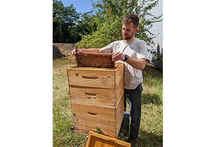 a beekeeper is doing seasonal maintenance of the colonies